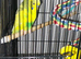 3 budgies with cage