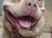 2 year old needs rehomeing
