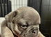 Kc registered 6 generations kc puppies