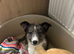 Last female puppy