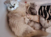 Beautiful Persian chinchilla kittens
