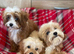 Beautiful cavapoo pups ready to leave