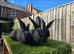 Rabbit Babies Looking for Their Forever Homes!