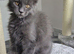 Maine coon kittens