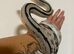 Taiwan beauty snake and trans pecos rat snske