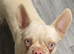 Female French Bulldog