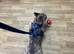Frenchie for rehoming/ sale 1yr 9mo