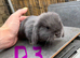 1 Pure Mini Lop Doe | Blue