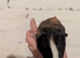 Guinea pigs