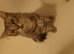 Female main coon kitten