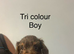 Gorgeous Schnoodle puppies