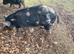 Pure Kunekune sow
