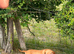 Beautiful Cocker Spaniel cross Pup Looking For Loving Home