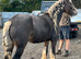 14'2 Silver dapple mare