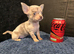Xxxs Lilac Merle Chihuahua puppies