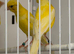 Young Irish Canary for sale