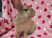 Silly tame 11wk female Ginger harli plush mini lop