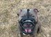21 Month old male staffy (PLEASE READ DETAILS BEFORE ENQURING)