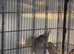 Zebra finch