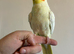 Tame Cockatiel with cage