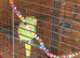 Female Indian ringneck