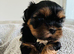 Stunning doby shih tzu puppies