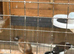 Bengalese Finches , 2 yrs old