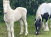 Palomino Pearl Colt Foal