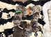 Lovely litter jackhunds