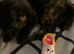 Calico cat