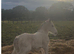 Blagdon mare and filly foal at foot