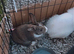 Baby bunnys