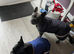 Two Frenchies Charlie and Rocky