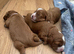 Female F1 Cavapoos dna health tested parents