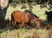 Brood mare Irish sports.