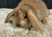 Stunning mini lops