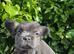 Fluffy frenchies