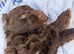 Beautiful F1b Cockapoo puppies
