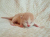 Beautiful BSH kittens