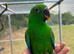 Hand reared Eclectus ready in 2 weeks.