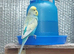 Bonded pair ready to breed