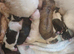 1 lovely and playful girl shih tzu puppy available