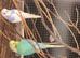 This years baby budgies