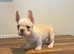 KC Registered French Bulldogs