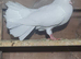 12 fantails