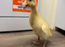Indian runner ducklings