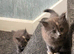 Stunning maine coone kittens