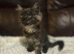 Maine coon