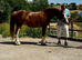 Good home needed for Ceri, change of circumstances, for sale through no fault of her own.