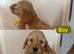 F1 Cockapoo Puppies